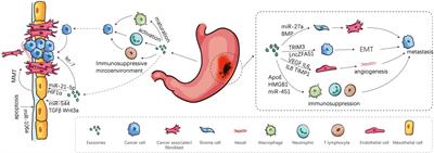 Comprehensive Roles and Future Perspectives of Exosomes in Peritoneal Metastasis of Gastric Cancer